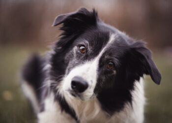 Border Collie: The Intelligent Companion of the Countryside