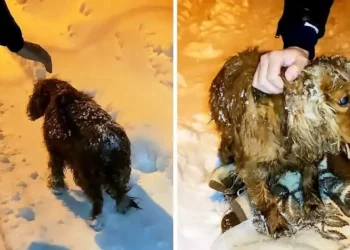 Koki’s Journey from Stray to Beloved Pet in a Bulgarian Winter