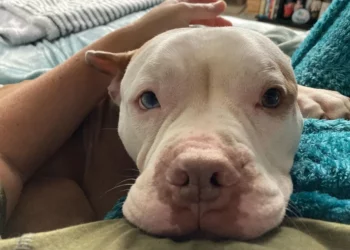 Heartbroken Shelter Dog Abandoned on Streets Finds Dream Mom