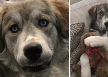 Unintended Breeding Leads To The Birth of Tyson The Goberian