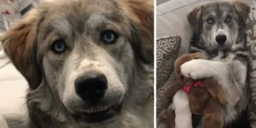 Unintended Breeding Leads To The Birth of Tyson The Goberian