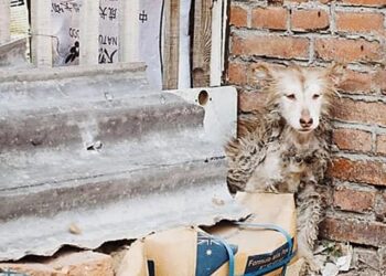While Other Dogs Played the Neglected Husky Sat Frozen With Fear in a Corner