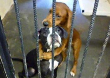A Beautiful Hugging Picture Saved Two Sweet Dogs From Euthanasia