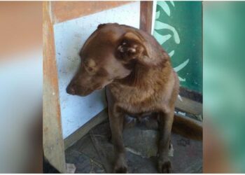 Depressed Dog Spent Two Years Alone in Shelter Until He Detected a Familiar Smell