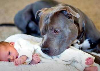 Puppy Didn’t Like Being Petted but Couldn’t Resist Baby’s Irresistible Charm