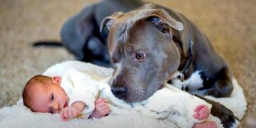Puppy Didn’t Like Being Petted but Couldn’t Resist Baby’s Irresistible Charm