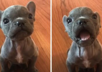 “Premier” Frenchie Puppy Cutely Signals to His Rescuer That It’s Time for a Treat