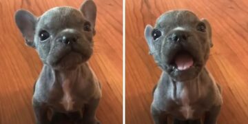 “Premier” Frenchie Puppy Cutely Signals to His Rescuer That It’s Time for a Treat