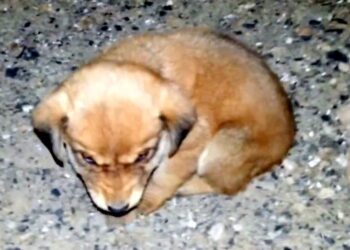 Man Finds Small Puppy Crying in Pain on the Street and Takes It Home