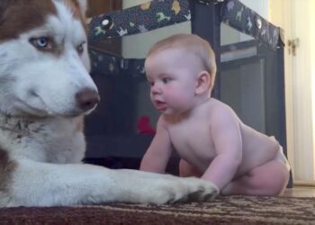 Husky Acts Tough Around Baby but Rolls Over Happily When The Baby Pets Him