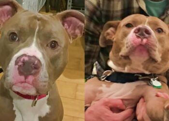 Man Didn’t Like Dogs, But Now He Loves His New Pet as His Own Son.