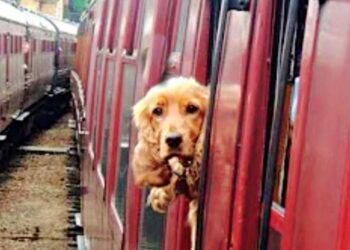 Dog Opens Train Doors to Return to Woman Who Abandoned Her