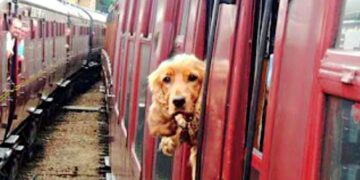 Dog Opens Train Doors to Return to Woman Who Abandoned Her