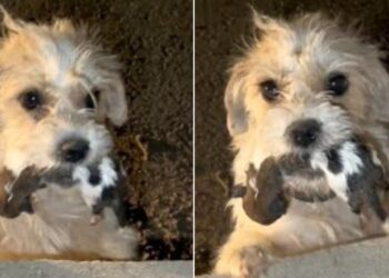Holding Her Pups in Her Mouth, This Mama Dog Sought Help from Strangers