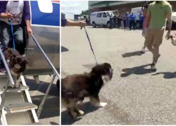 Dog Gets Off Plane and Finds Her Family Again After Being Lost for 2 Years