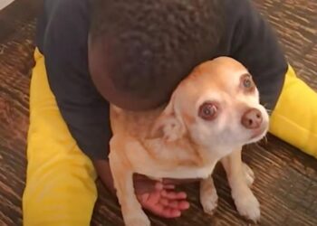 Child Vows To Support Elderly Dog That Comforted Him Through Illness