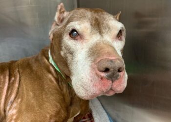 People Discover Collapsed, Starving Pup on Sidewalk, Realize She’s Alive