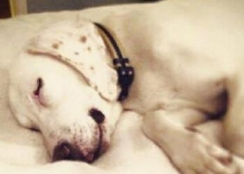 Shelter Dog Returned 11 Times Until Staff Realizes He’s Had A Home All Along