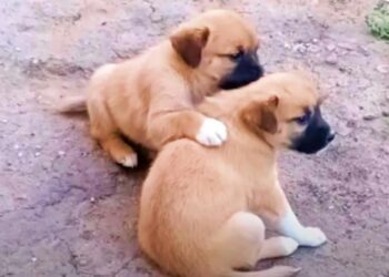 Puppy Comforts His Brother Who Can’t Move After Their Mom Left Them.