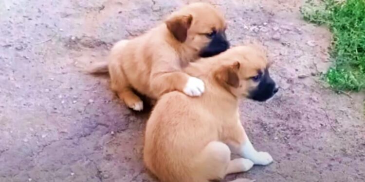 Puppy Comforts His Brother Who Can’t Move After Their Mom Left Them.