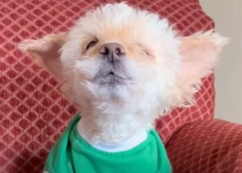 Senior Dog Rescued from Shelter Delights Owner with His ‘Beautiful Singing Voice’