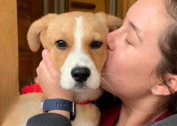 Frightened Puppy Constantly Crying in Shelter Finds Her Forever Home