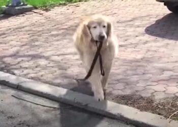 Elderly Dog Takes His Leash Daily to Visit His Beloved Hooman