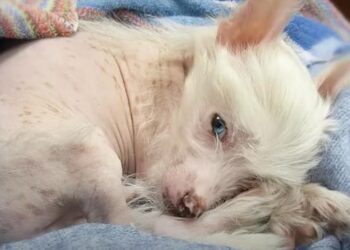 Elderly Lady Pleads With Gentleman to Adopt Puppy, Unaware of Its Rare Breed