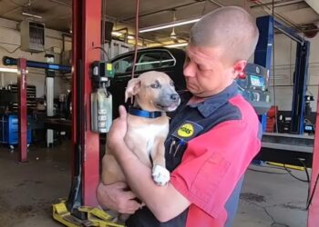 Mechanic Finds a Hurt Puppy Inside a Backpack in a Trash Bin