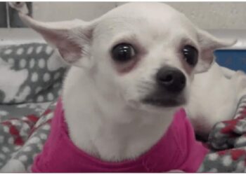 Abandoned One-Year-Old Chihuahua Cries to Sleep in Pink Sweater at Shelter