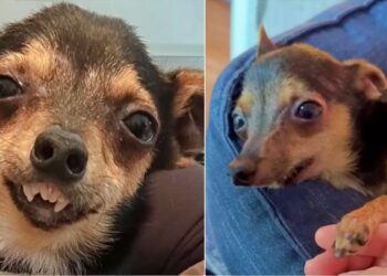 Disabled Dog Responds In Unforgettable Way When Owner Expresses Her Love