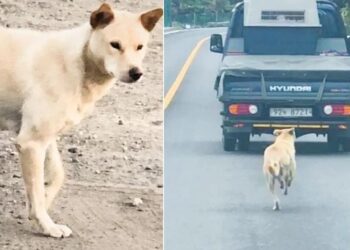Stray Mother Dog Melts 26M Hearts in Pursuit of Truck Carrying Her Rescued Pups