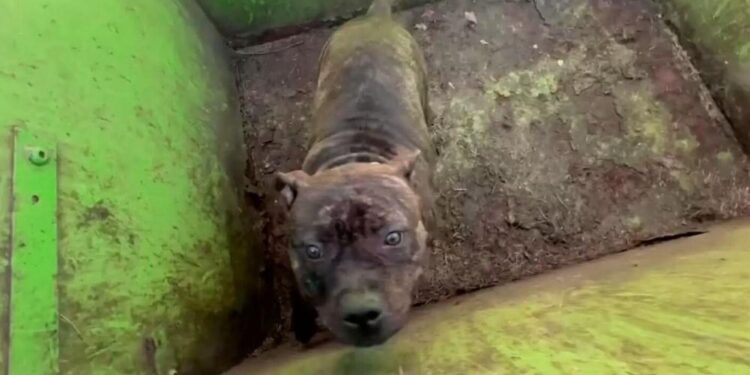 Heroes Lift A Dumpster Cover And Find The Sweetest Eyes Staring Up