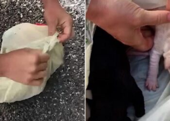 Woman Finds Puppies in Plastic Bag After Hearing Some Noise