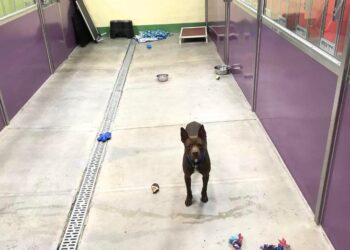 Every Other Dog Adopted, Leaving Pittie with ‘Saddest Eyes’ Alone in Shelter