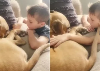 Young Boy Comforts His Distressed Rescue Dog, Reassures He’s ‘Greatly Loved’