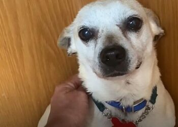 Scared Abandoned Chihuahua Cries Out Whenever Someone Touches Him