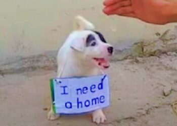 Neglected Puppy Glows with Happiness When Man Comes to Pet Him