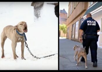 Pit Bull Chained in Snow Whimpers for Rescue and Police Officer Offers Her a Life-Changing Opportunity