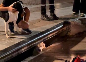 Locals Notice Barking Dog Near Sewer Drain — Recognize It’s a Cry for Assistance