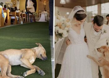 Wounded Stray Dog Interrupts Wedding Celebration and Becomes the Newlyweds’ Adopted Pet