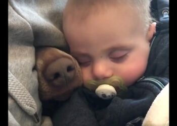 Mother Records Her Baby Napping When a Snout Appears Next to Him