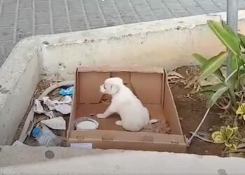 Tiny Puppy Abandoned Near Supermarket Found Crying for Help