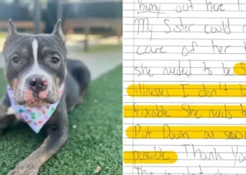Dog Found at Shelter With A Note Requesting Immediate Euthanization
