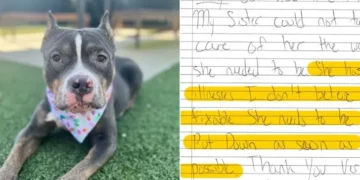 Dog Found at Shelter With A Note Requesting Immediate Euthanization