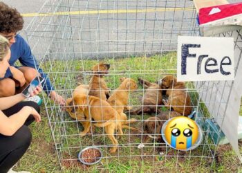 Caring Man Rescues Seven Abandoned Puppies Left With ‘Free’ Sign