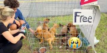 Caring Man Rescues Seven Abandoned Puppies Left With ‘Free’ Sign