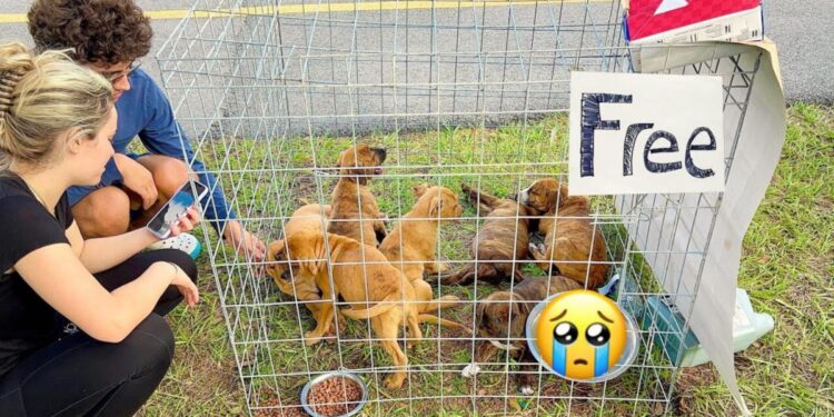 Caring Man Rescues Seven Abandoned Puppies Left With ‘Free’ Sign
