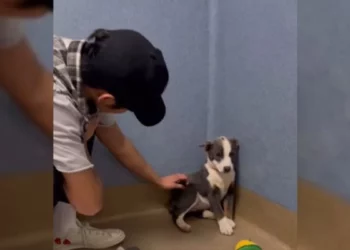 A Stray, Too Scared to Look Up, Learns the Warmth of a Rescuer’s Love