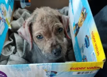 A Kind Dog Wrapped in a Blanket by a Busy Road Was Finally Rescued